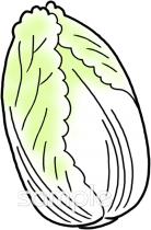 老人ホームやデイサービス向け白菜無料イラストお試しフリー素材(カット)