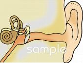 老人ホームやデイサービス向け耳のしくみ無料イラストお試しフリー素材(カット)