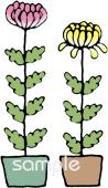 老人ホームやデイサービス向け菊 鉢植え無料イラストお試しフリー素材(カット)