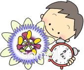 中学・高校向け時計草無料イラストお試しフリー素材(カット)