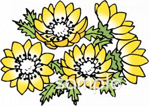 中学・高校向けフクジュソウ無料イラストお試しフリー素材(カット)