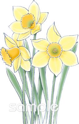 中学・高校向け水仙無料イラストお試しフリー素材(カット)