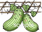 保健室向けヘチマ無料イラストお試しフリー素材(カット)