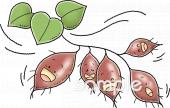 保健室向けさつま芋無料イラストお試しフリー素材(カット)