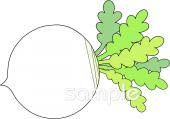 保健室向け野菜 かぶ無料イラストお試しフリー素材(カット)