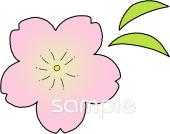 保健室向け花 さくら無料イラストお試しフリー素材(カット)