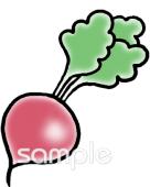 小学校向けラディッシュ無料イラストお試しフリー素材(カット)