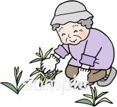 公民館・市役所・町村役場のための高齢者 草抜き無料イラストお試しフリー素材(カット)