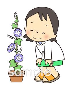 公民館・市役所・町村役場のためのアサガオ 世話無料イラストお試しフリー素材(カット)