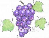 公民館・市役所・町村役場のためのぶどう無料イラストお試しフリー素材(カット)