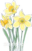 公民館・市役所・町村役場のための水仙無料イラストお試しフリー素材(カット)