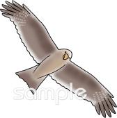 公民館・市役所・町村役場のためのとんび 大空無料イラストお試しフリー素材(カット)